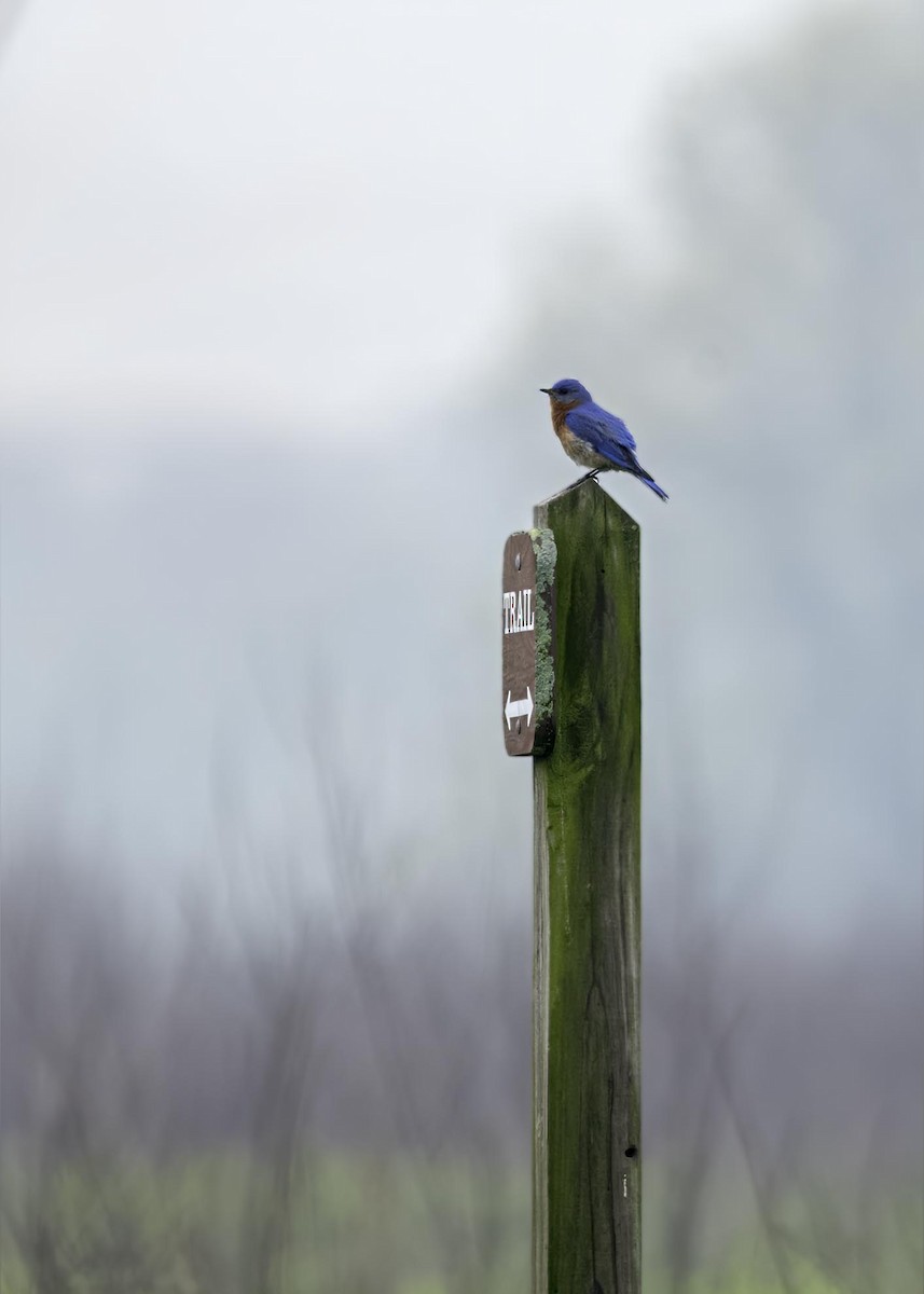 Eastern Bluebird - ML633911386
