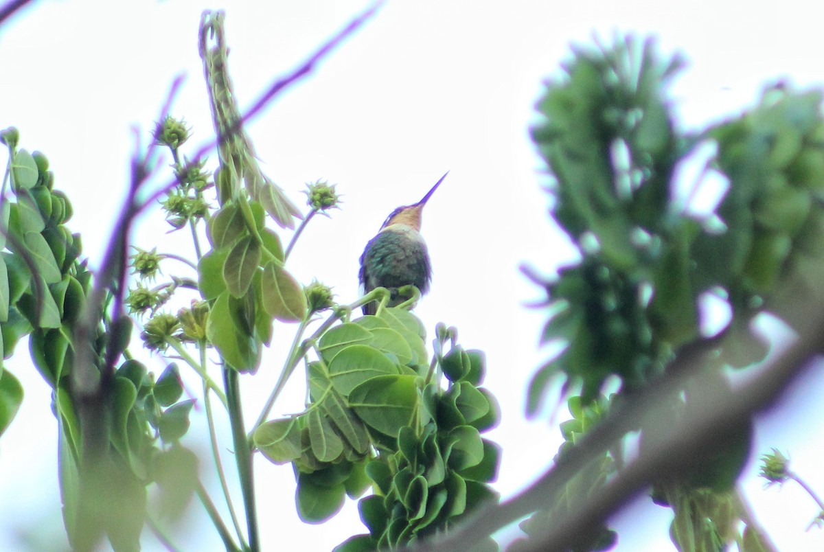 Rufous-shafted Woodstar - ML633911400