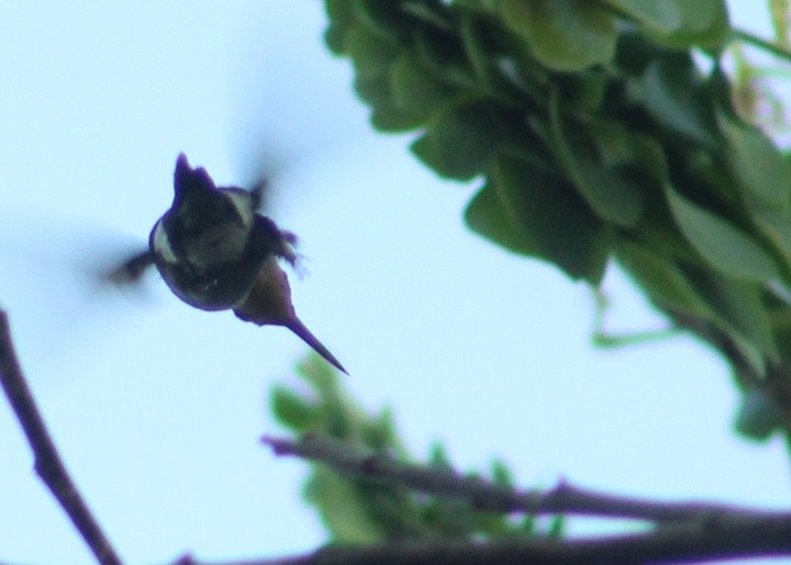 Rufous-shafted Woodstar - ML633911401