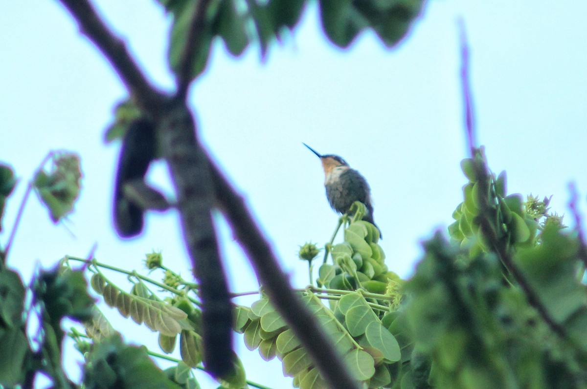 Rufous-shafted Woodstar - ML633911402