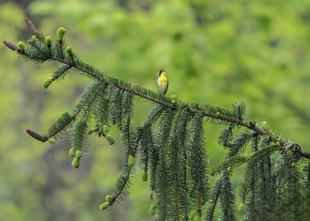 Common Yellowthroat - ML633911406