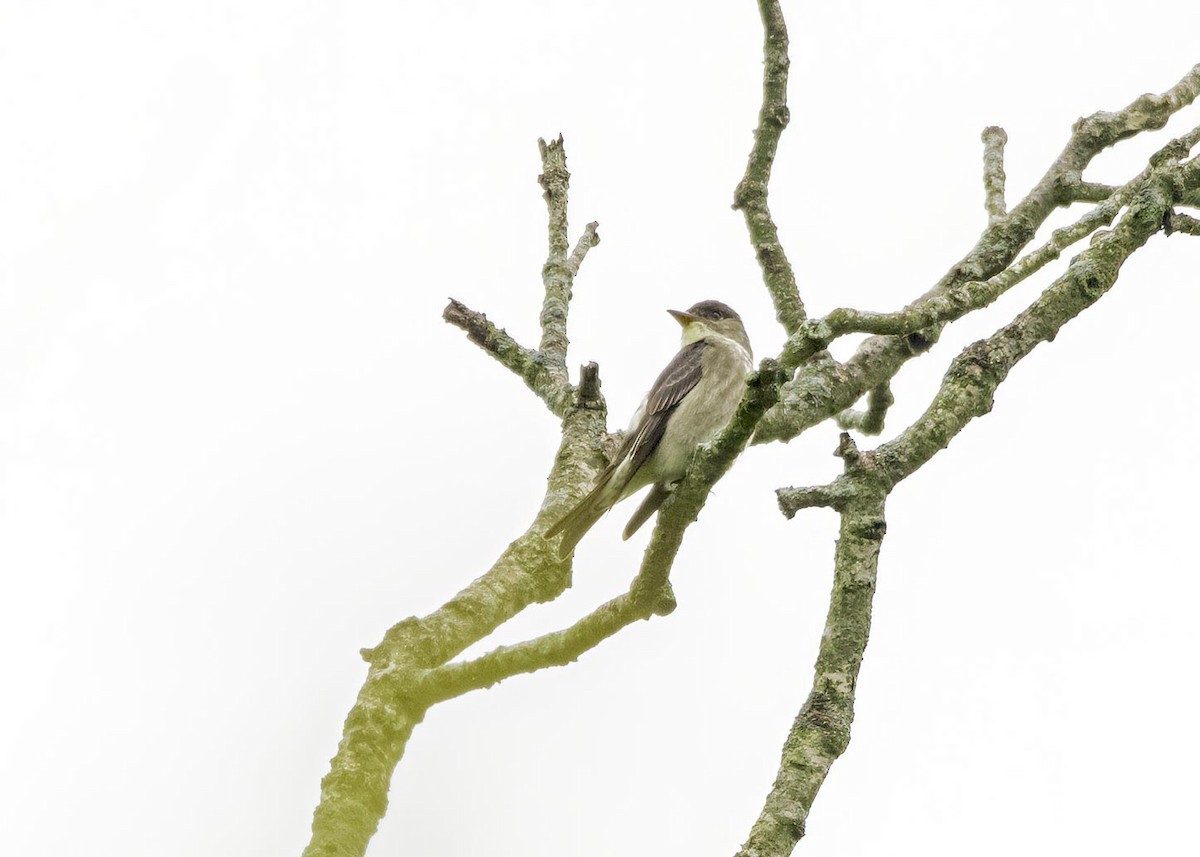 Olive-sided Flycatcher - ML633911420
