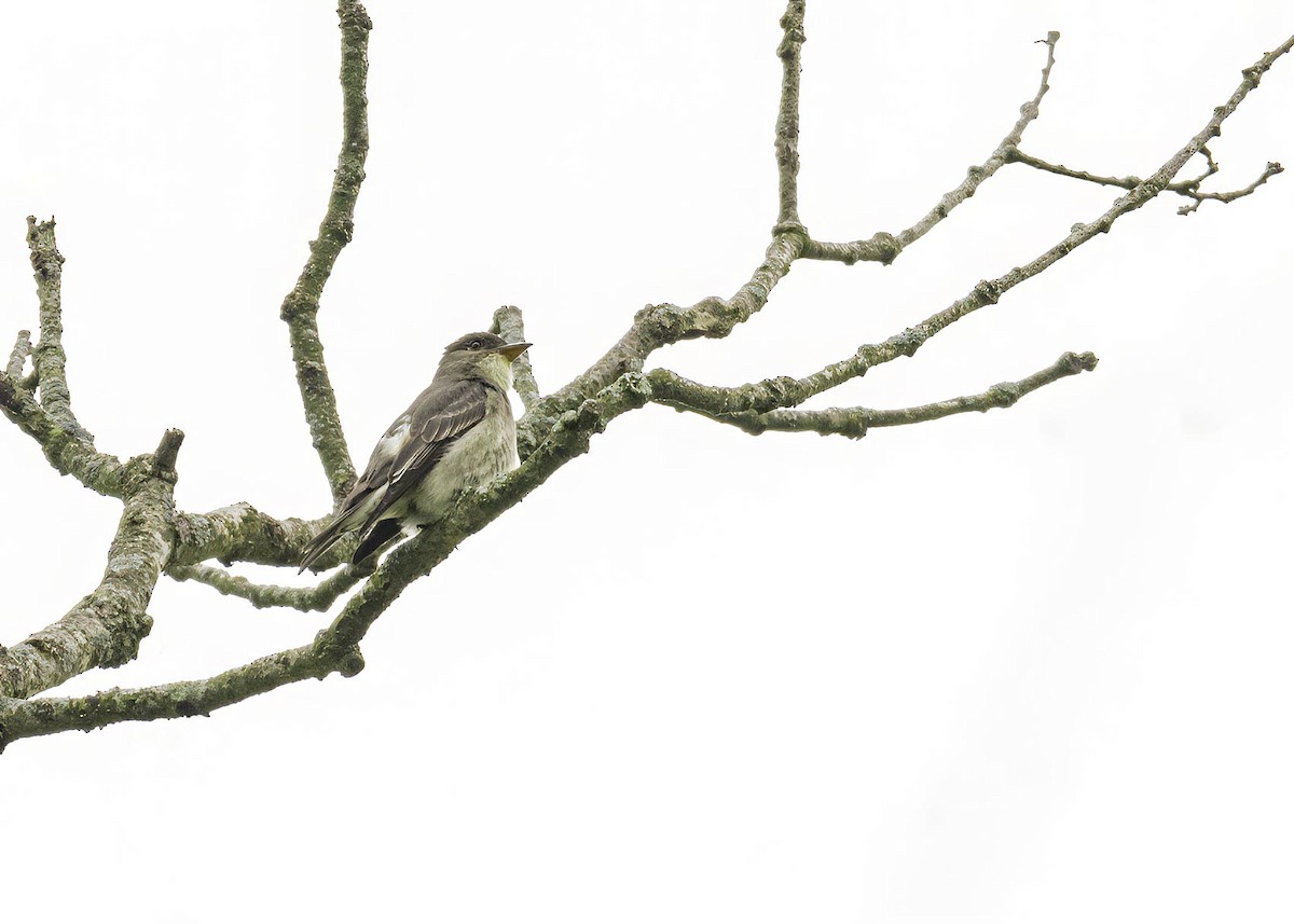 Olive-sided Flycatcher - ML633911421