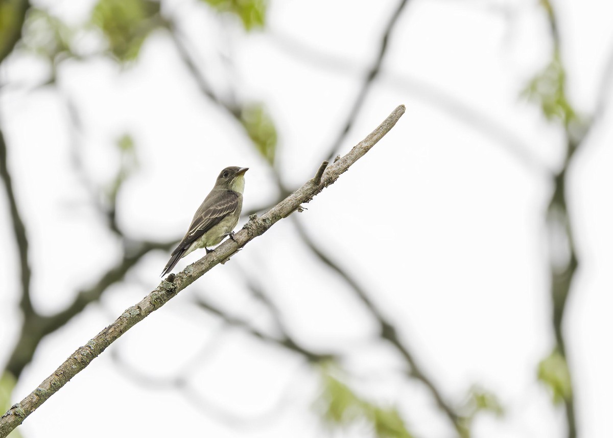Olive-sided Flycatcher - ML633911422