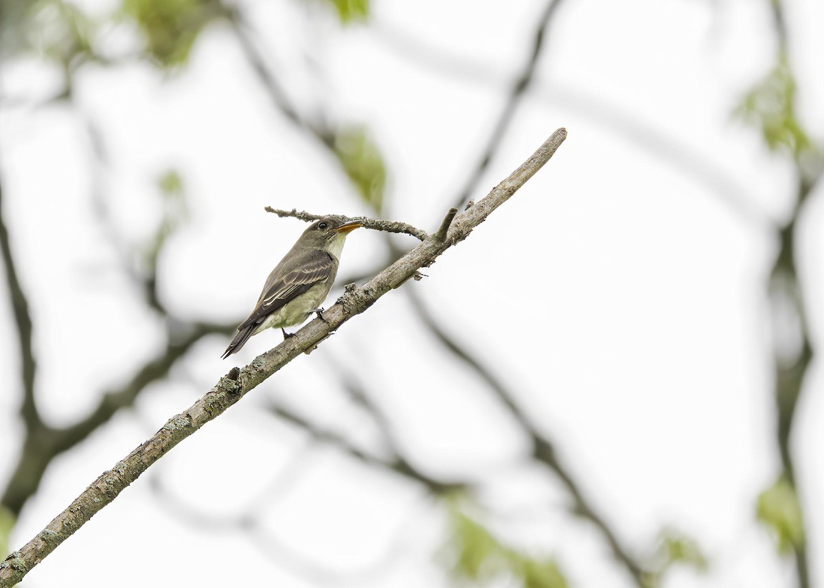 Olive-sided Flycatcher - ML633911423