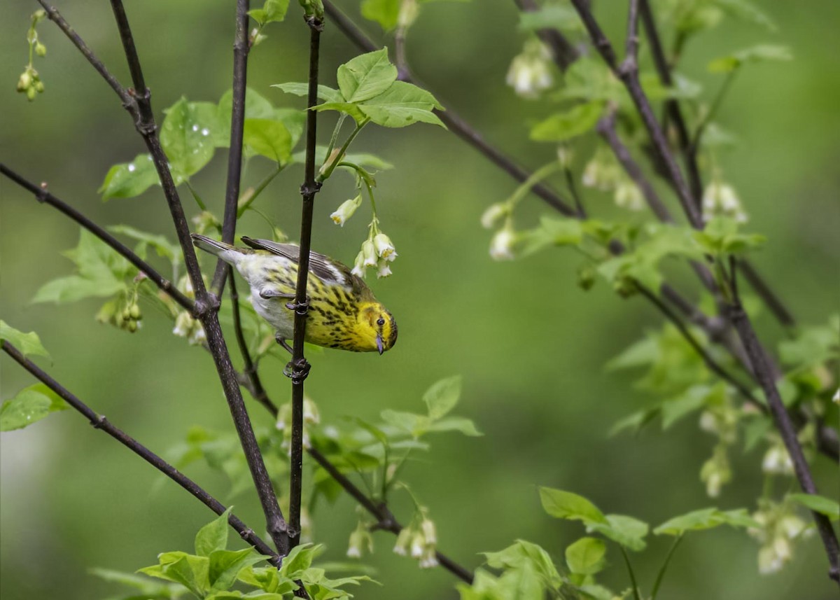 Cape May Warbler - ML633911434