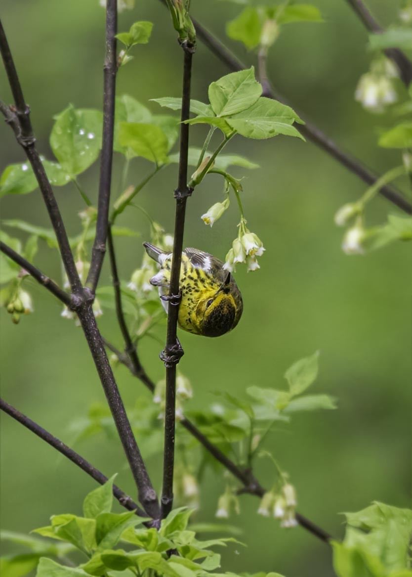 Cape May Warbler - ML633911435