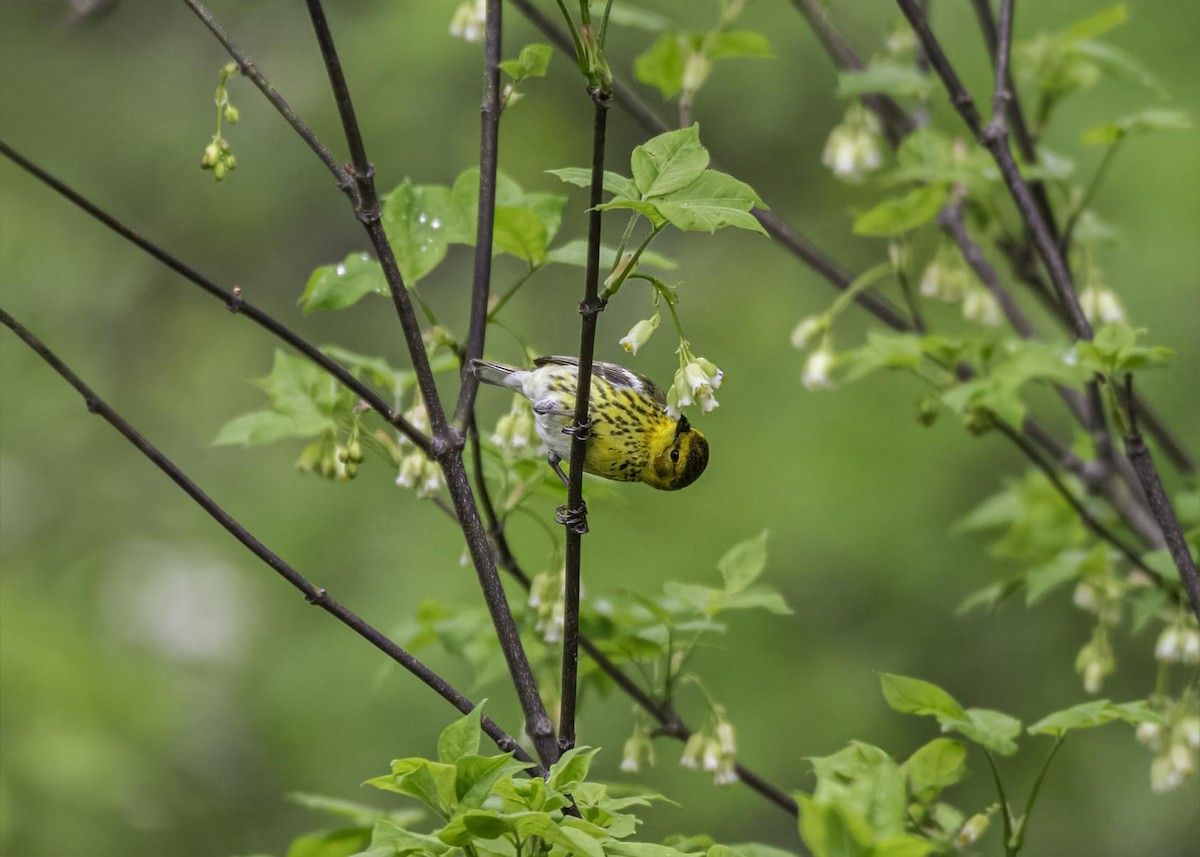 Cape May Warbler - ML633911436