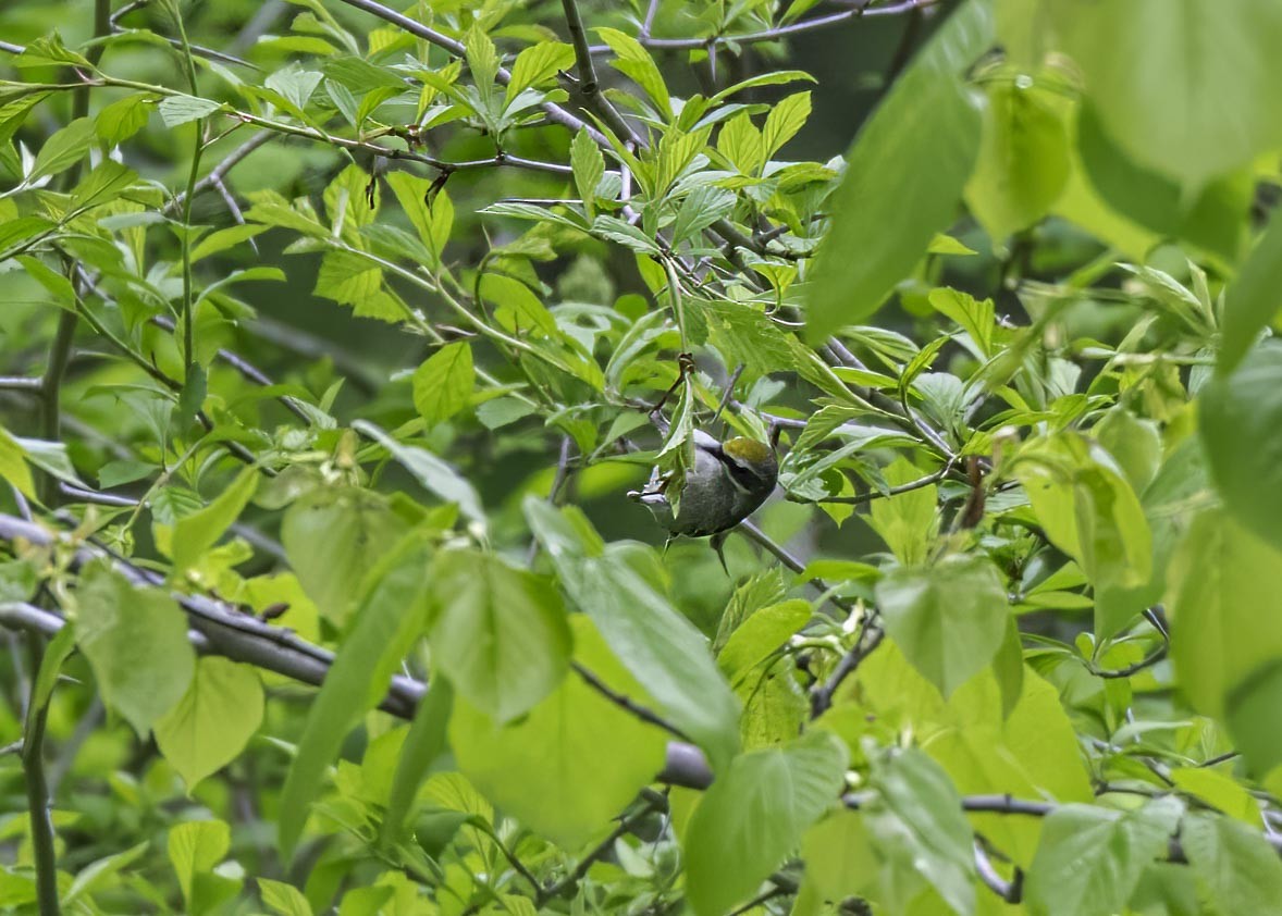 Golden-winged Warbler - ML633911455