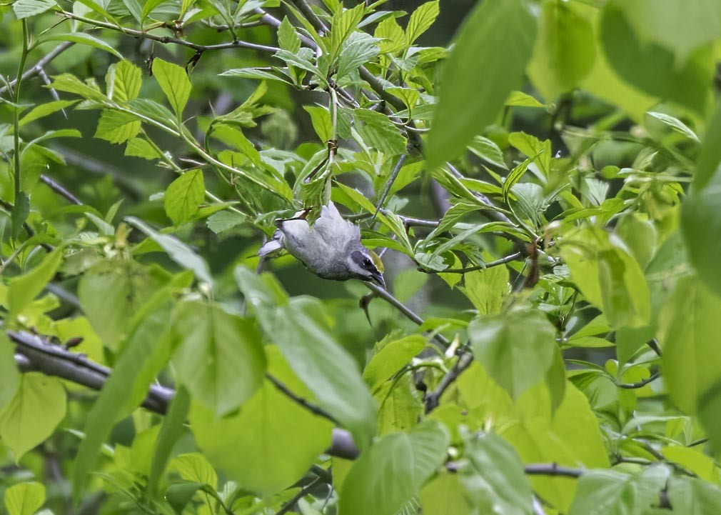 Golden-winged Warbler - ML633911456