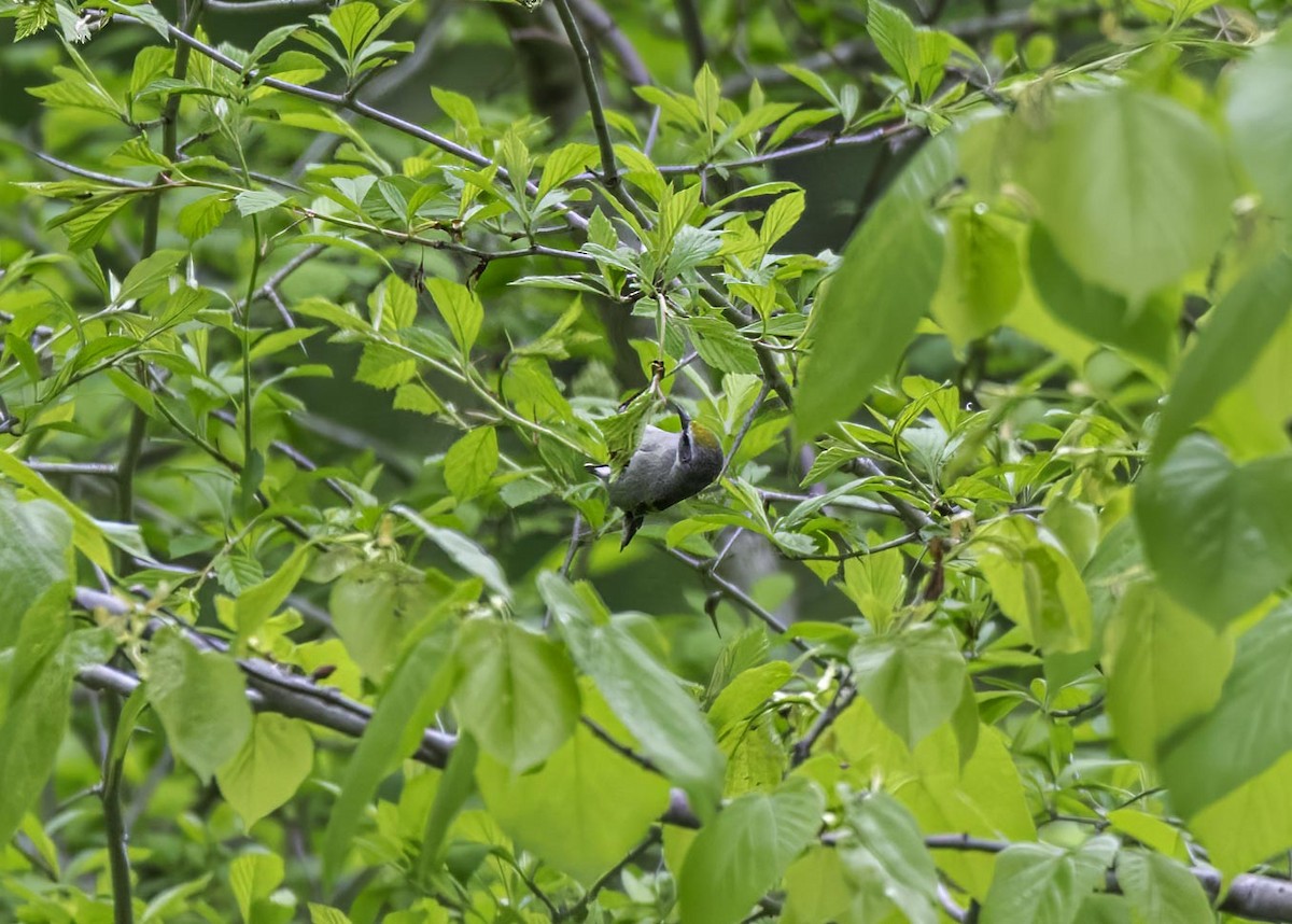 Golden-winged Warbler - ML633911457