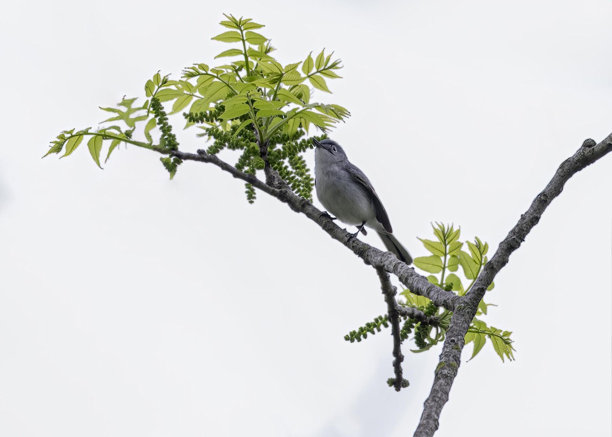 Blue-gray Gnatcatcher - ML633911486