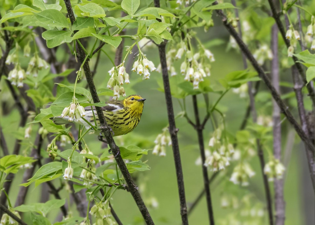 Cape May Warbler - ML633911504