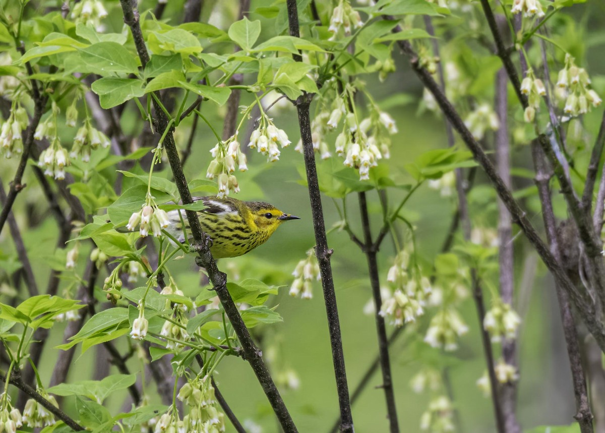Cape May Warbler - ML633911505