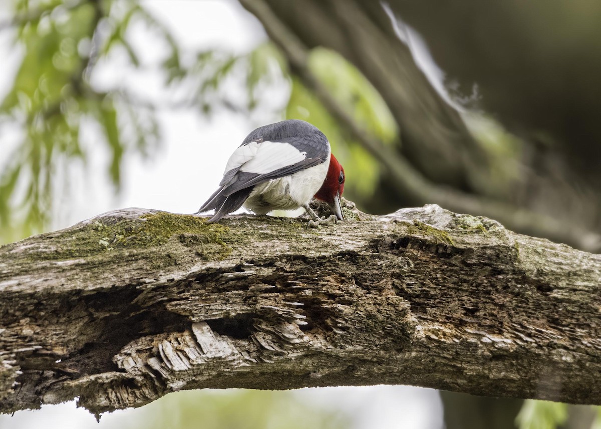 Red-headed Woodpecker - ML633911518