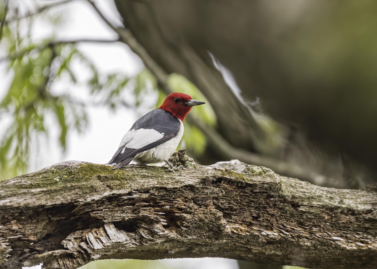 Red-headed Woodpecker - ML633911519