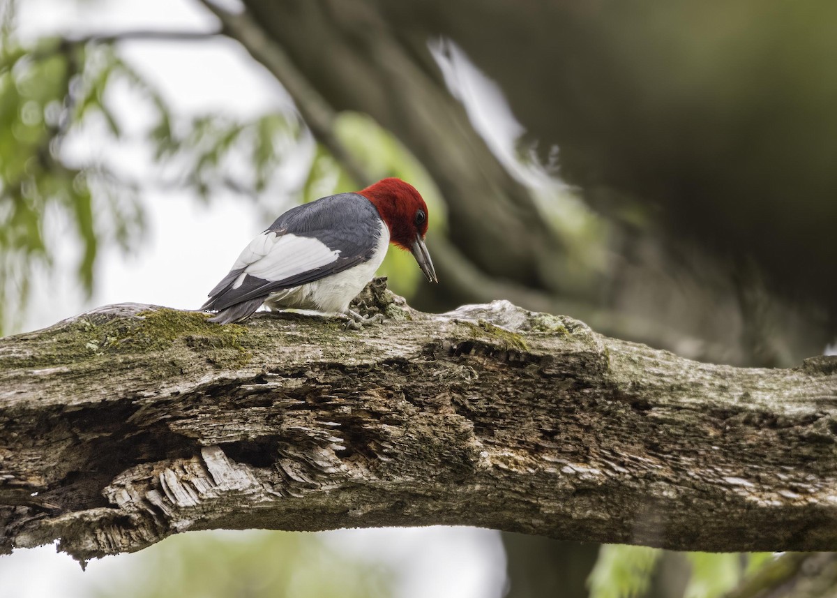 Red-headed Woodpecker - ML633911520