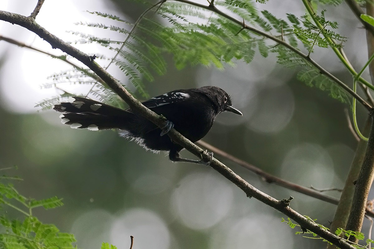 Jet Antbird - ML633911672