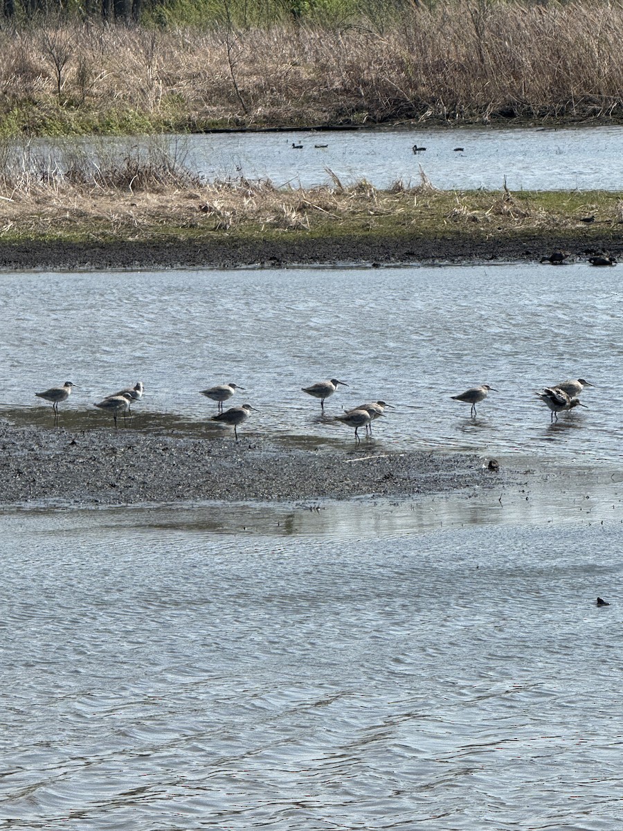 Willet - Steve Johnson
