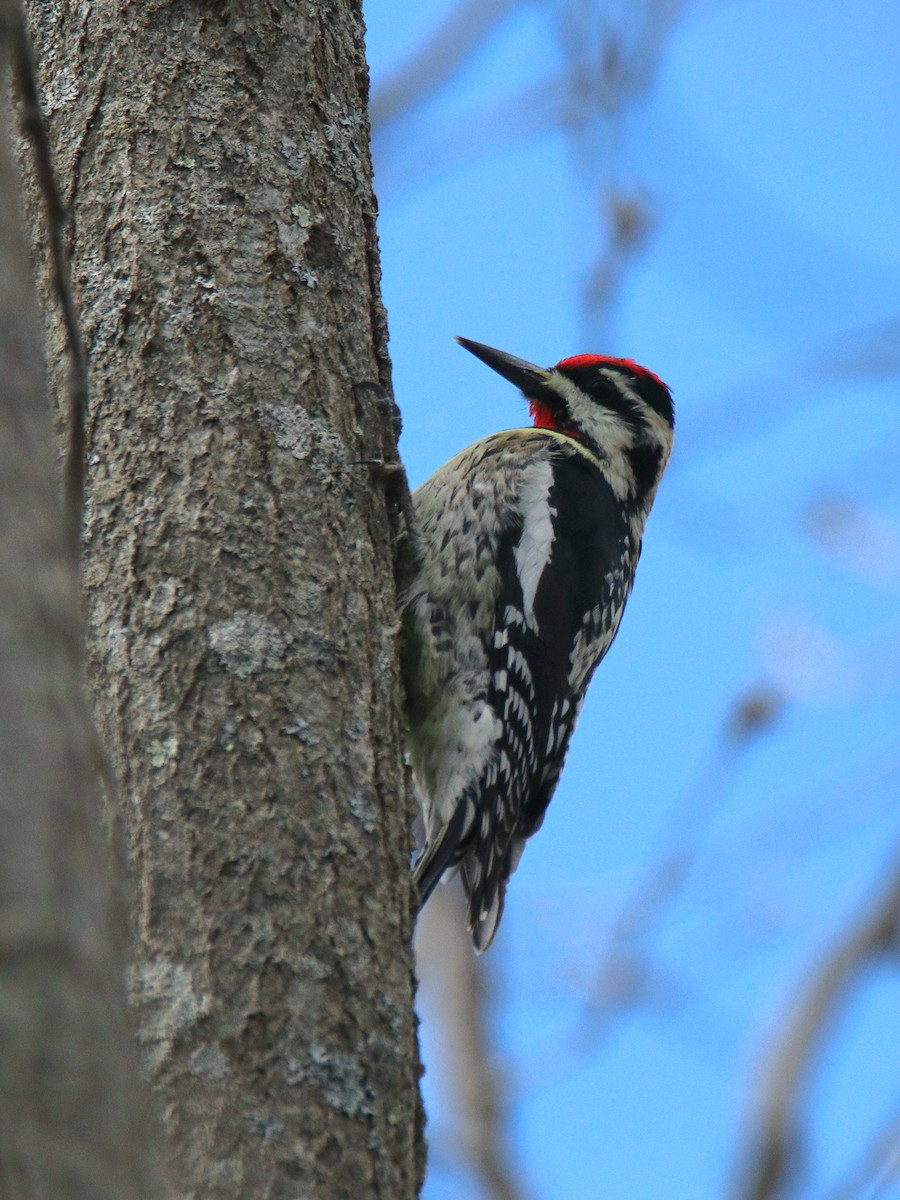Yellow-bellied Sapsucker - ML633911716