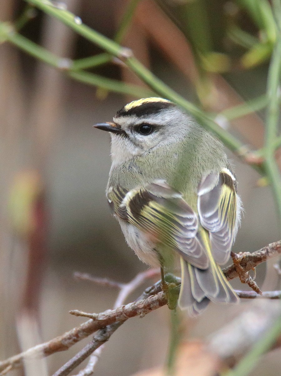 Golden-crowned Kinglet - ML633911722