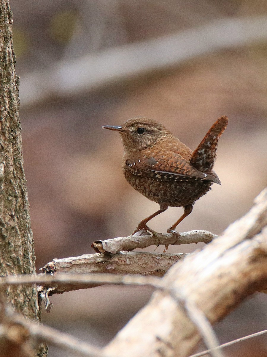 Winter Wren - ML633911738