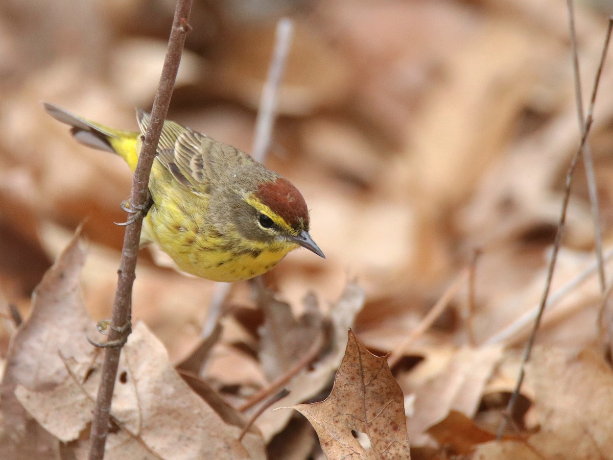 Palm Warbler - ML633911749