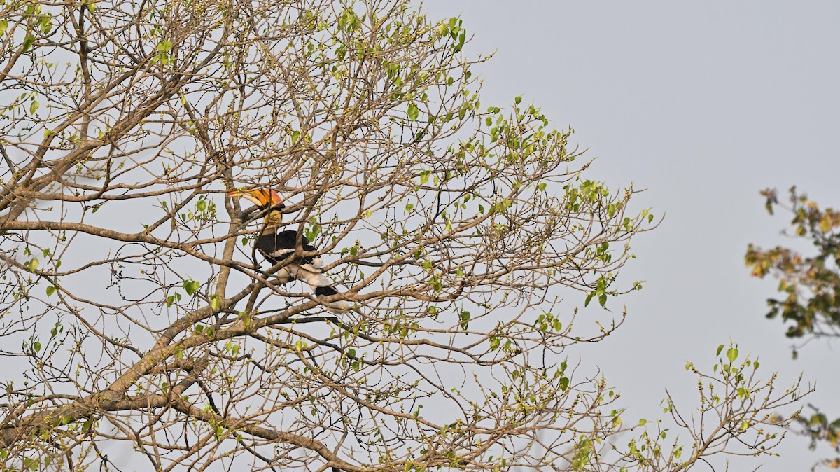 Great Hornbill - ML633911779