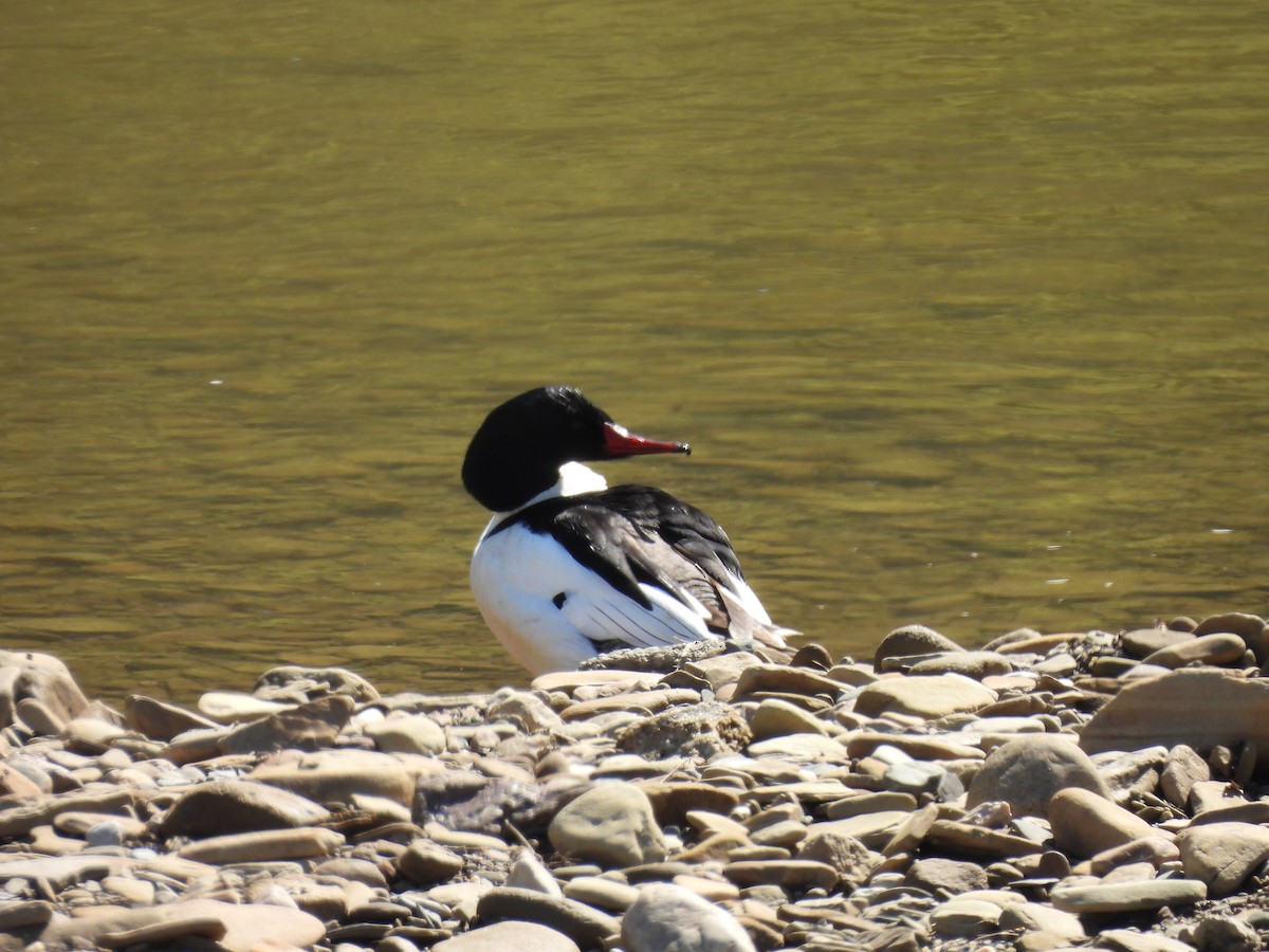 morčák velký - ML633911823