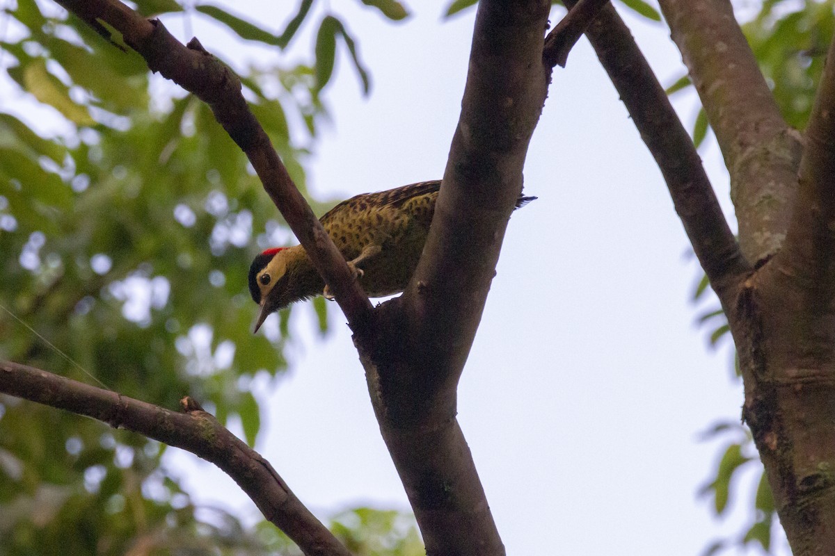 Green-barred Woodpecker - ML633911874