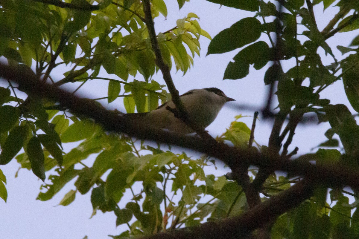 Hooded Tanager - ML633911888