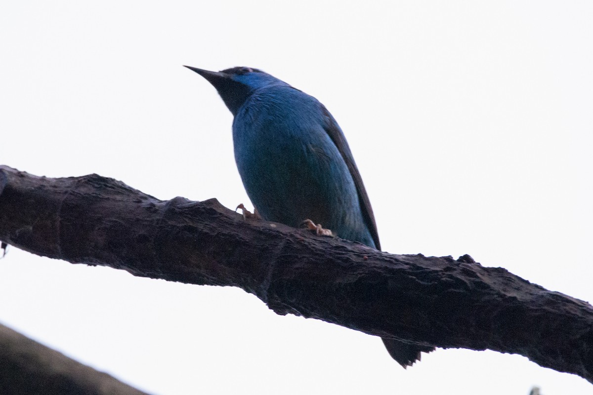 Blue Dacnis - ML633911899