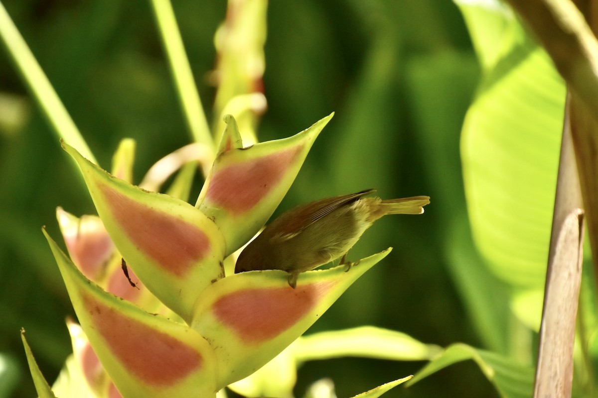 Lesser Antillean Bullfinch - ML633911914