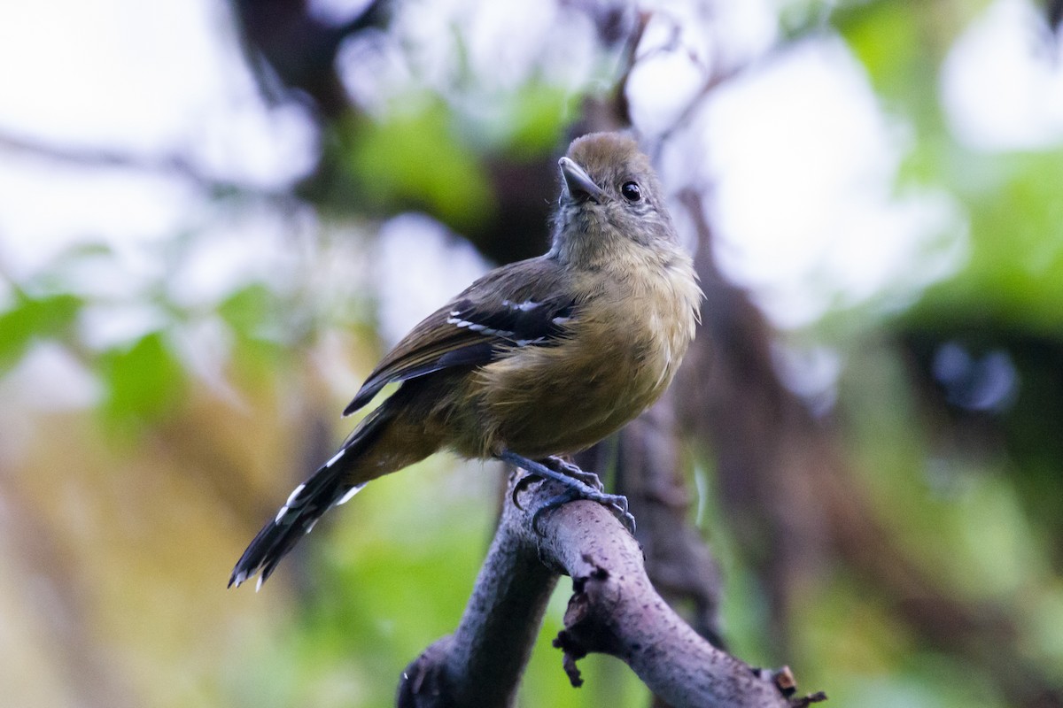 Variable Antshrike - ML633911920