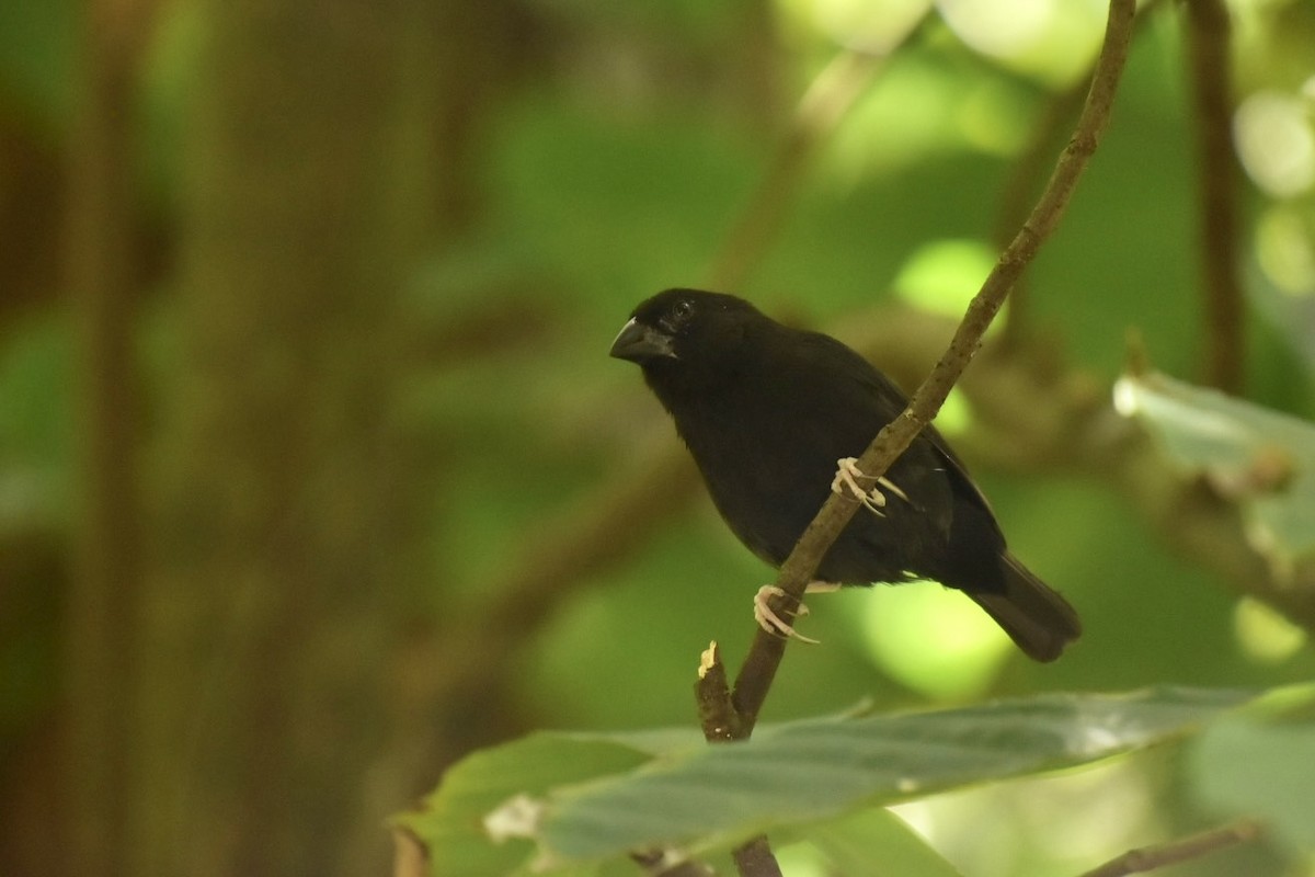 St. Lucia Black Finch - ML633911924
