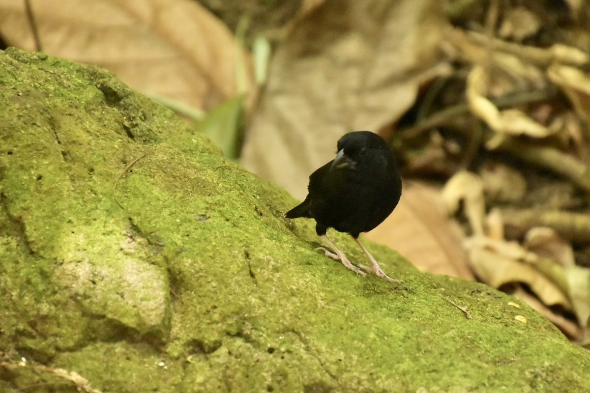 St. Lucia Black Finch - ML633911925
