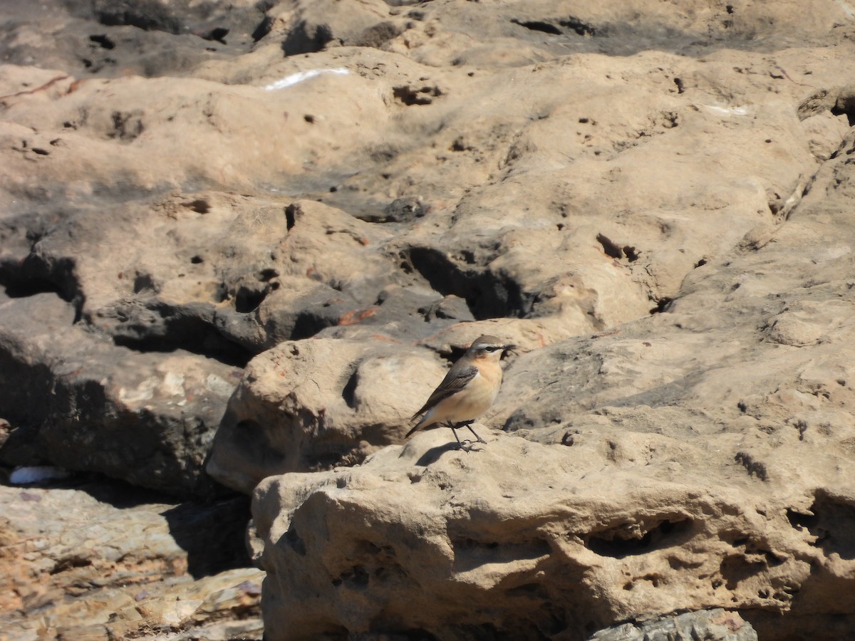 ハシグロヒタキ - ML633911928