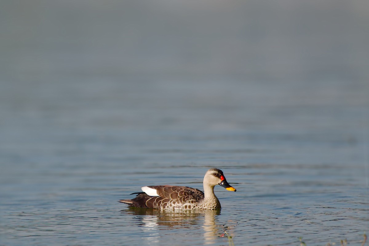 Indian Spot-billed Duck - ML633911936