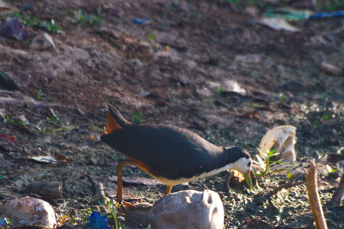 White-breasted Waterhen - ML633911952