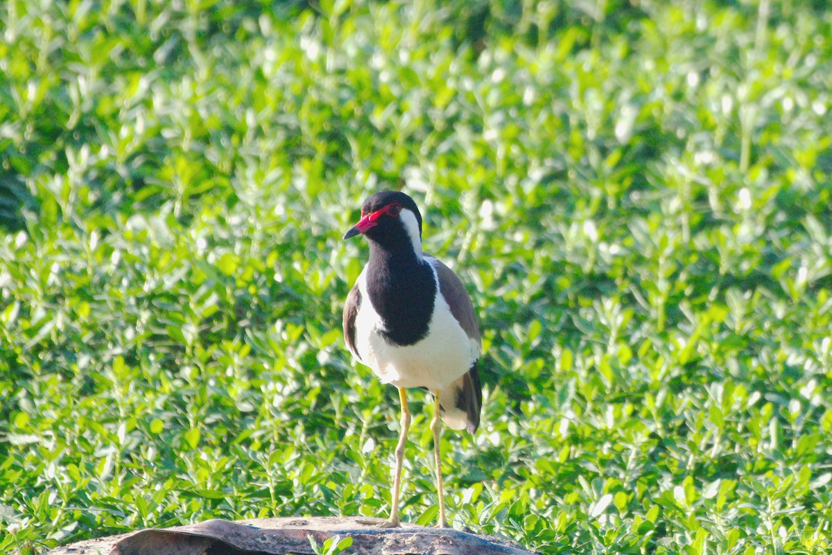 Red-wattled Lapwing - ML633911953