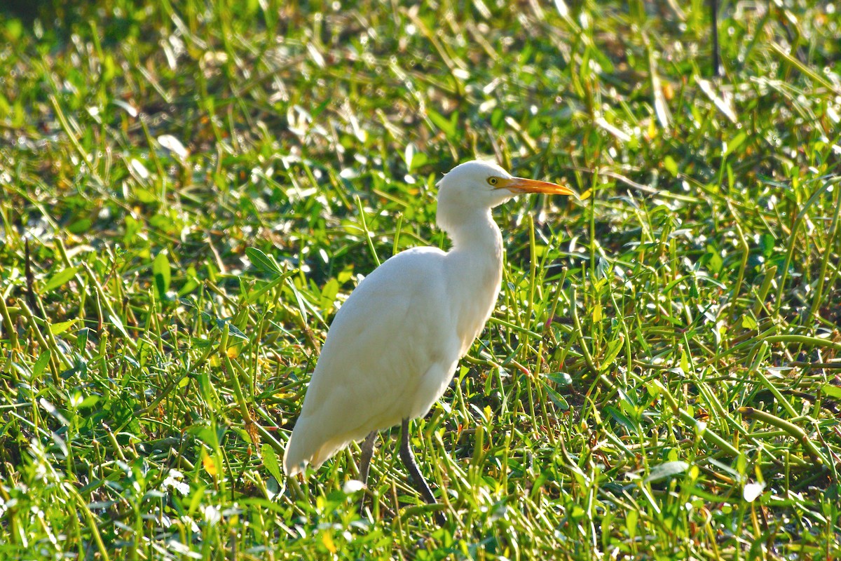 Eastern Cattle-Egret - ML633911971