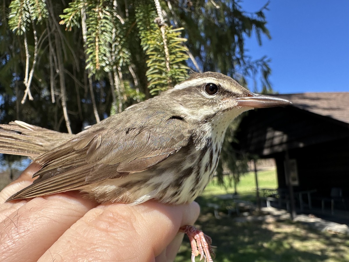 Louisiana Waterthrush - ML633912030