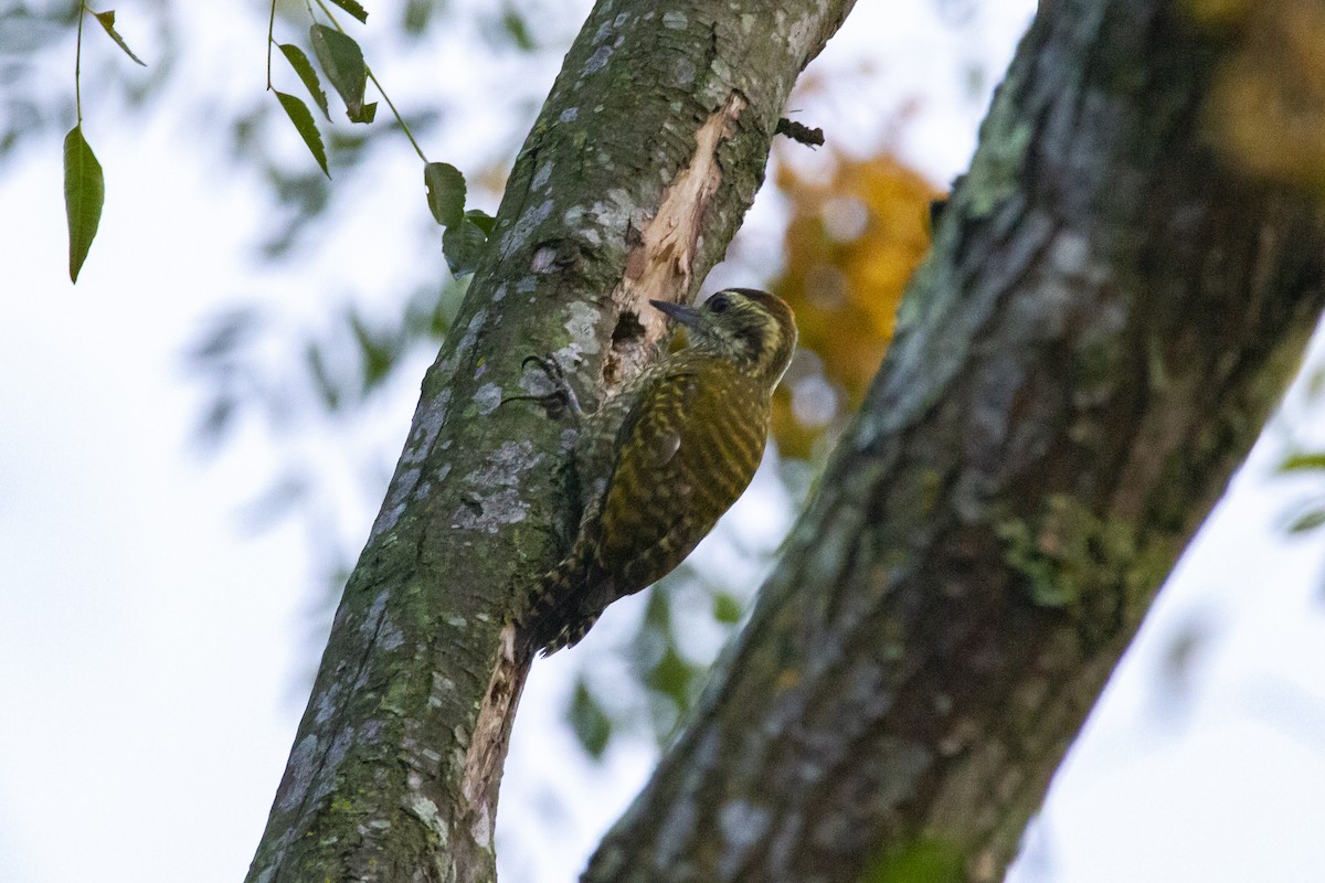 White-spotted Woodpecker - ML633912052