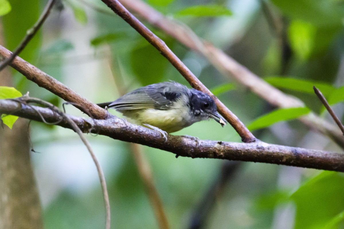 Plain Antvireo - ML633912092