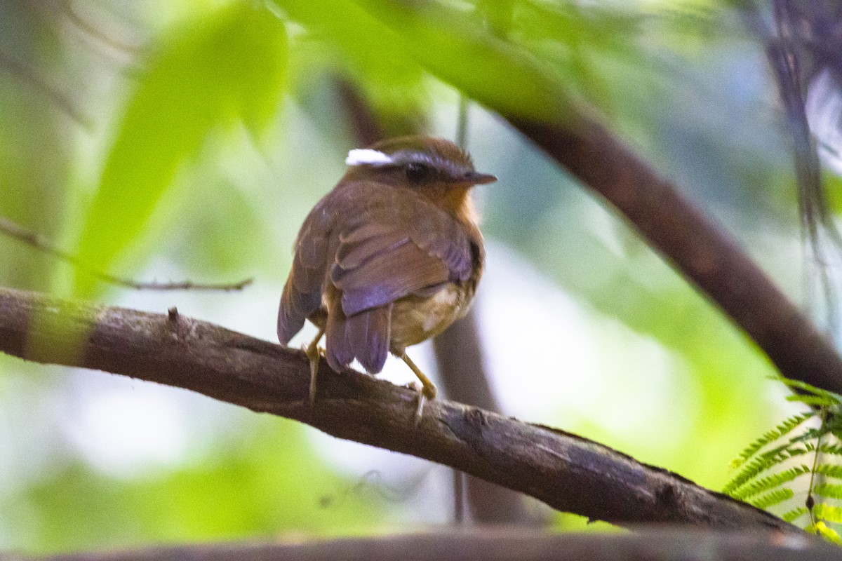Rufous Gnateater - ML633912116
