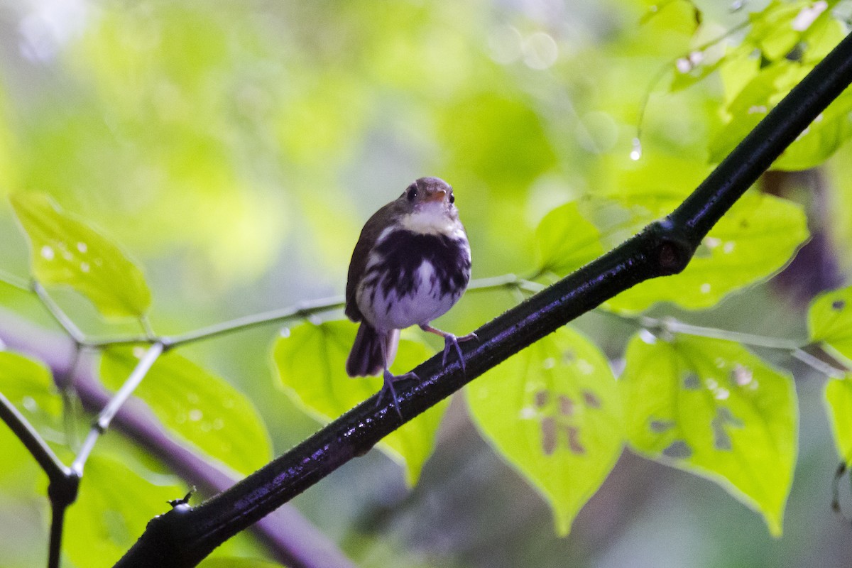 Southern Antpipit - ML633912131