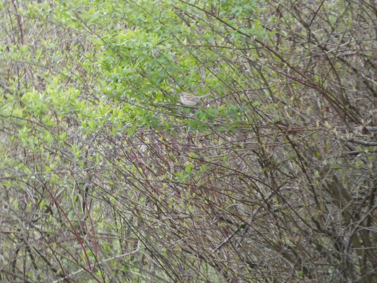 American Tree Sparrow - ML633912142