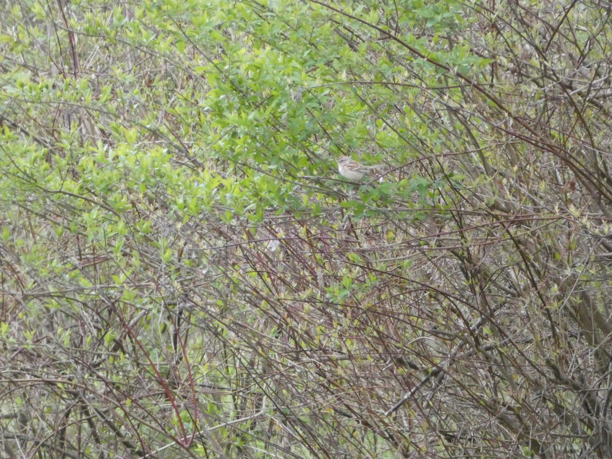 American Tree Sparrow - ML633912145