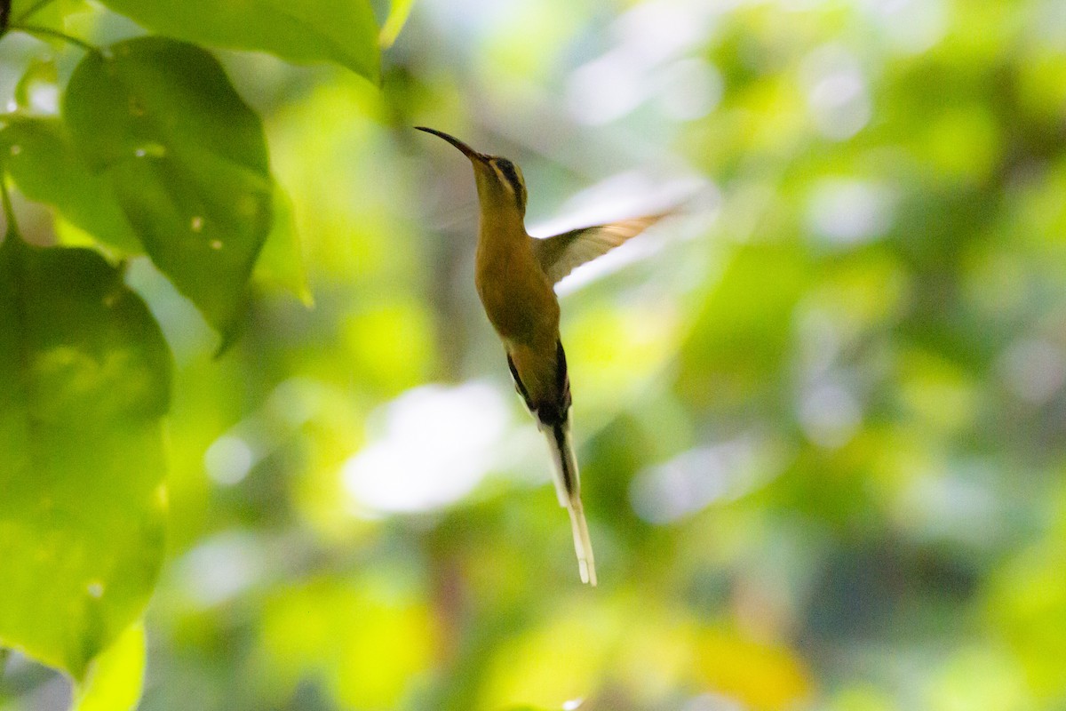 Planalto Hermit - ML633912180