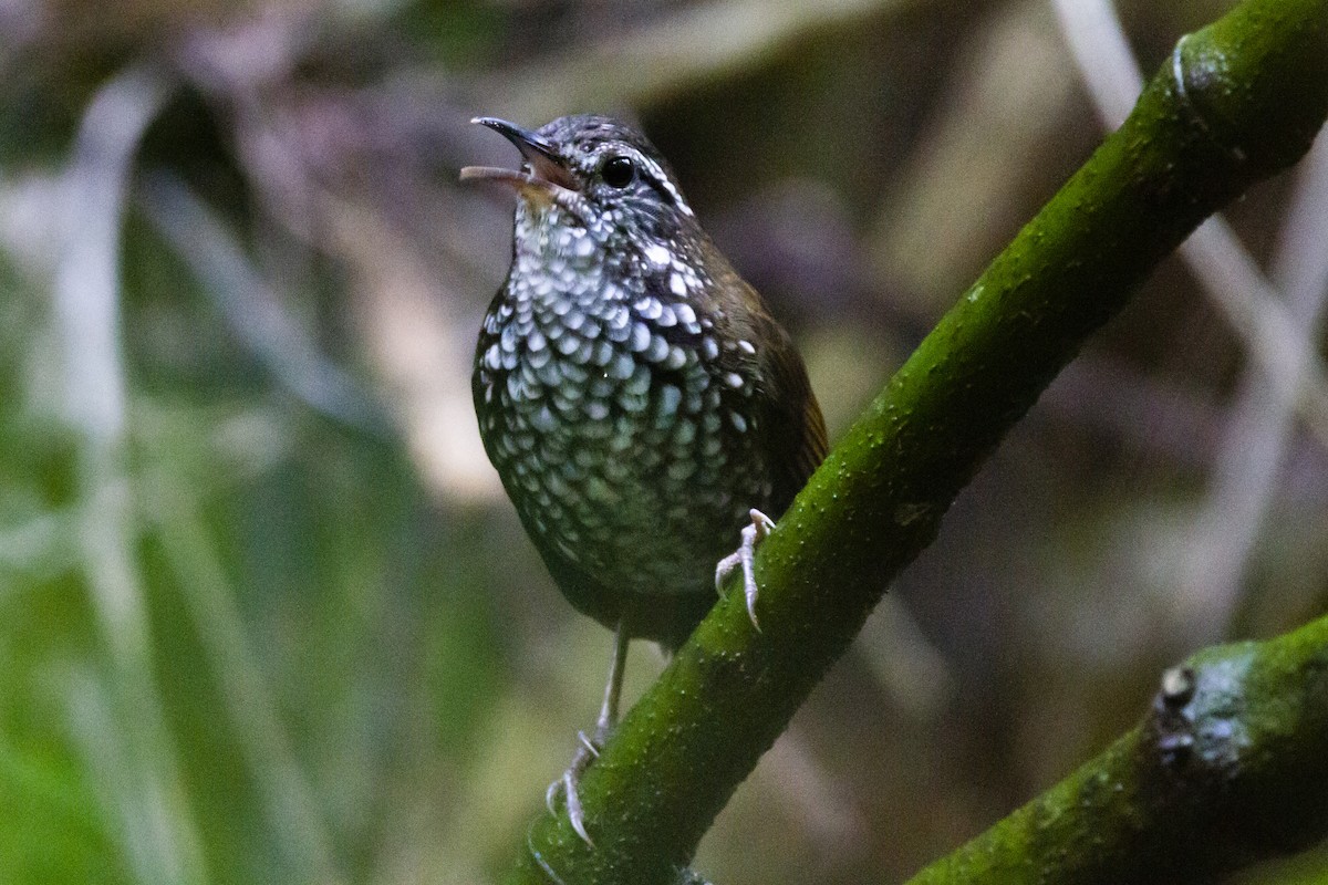 Sharp-tailed Streamcreeper - ML633912195